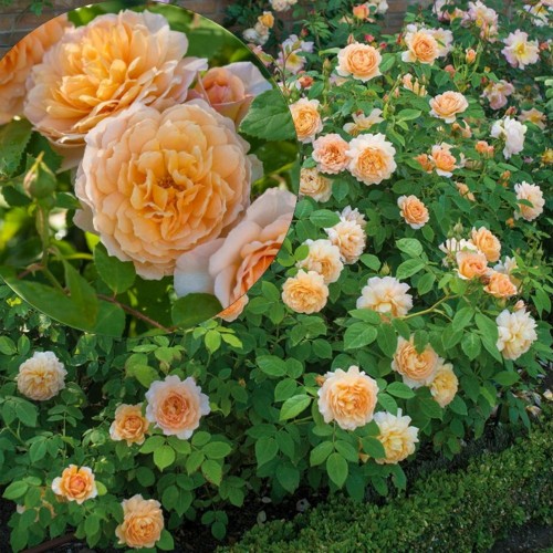Rosa 'Grace' - Roos 'Grace' C4/4L